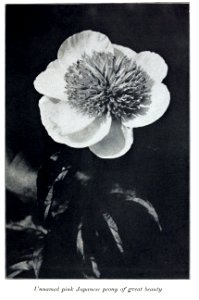 Peonies in the little garden by Alice Howard Harding publi…