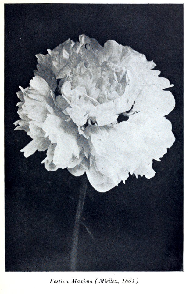 Peonies in the little garden by Alice Howard Harding publi…