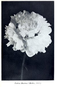 Peonies in the little garden by Alice Howard Harding publi…
