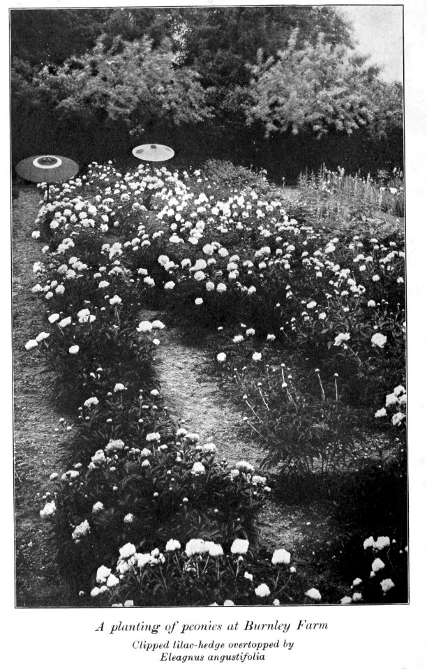 Peonies in the little garden by Alice Howard Harding publi…
