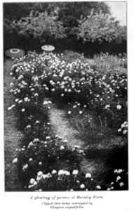 Peonies in the little garden by Alice Howard Harding publi…