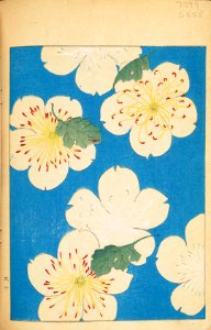 Shinbijutsukai1_0255