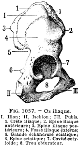 os iliaque