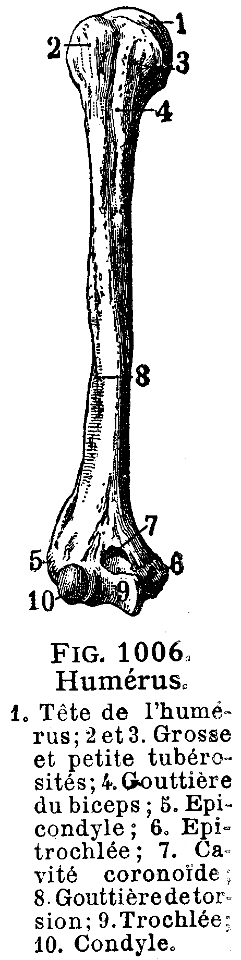 humérus