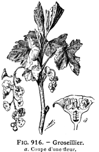 groseillier