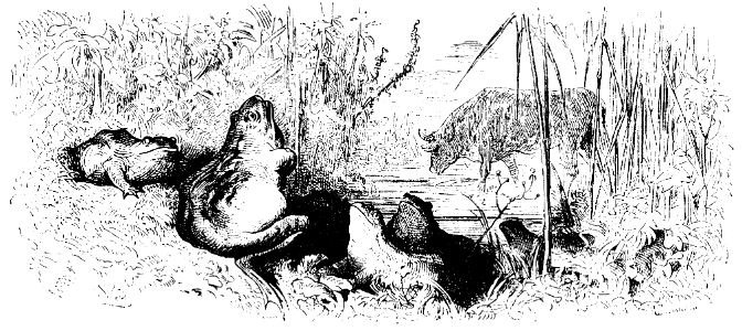 la grenouille qui veut…