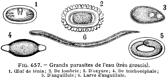 parasites de l'eau