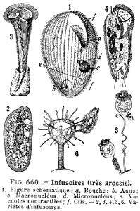 infusoires
