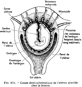 utérus gravide