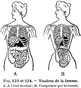 viscères