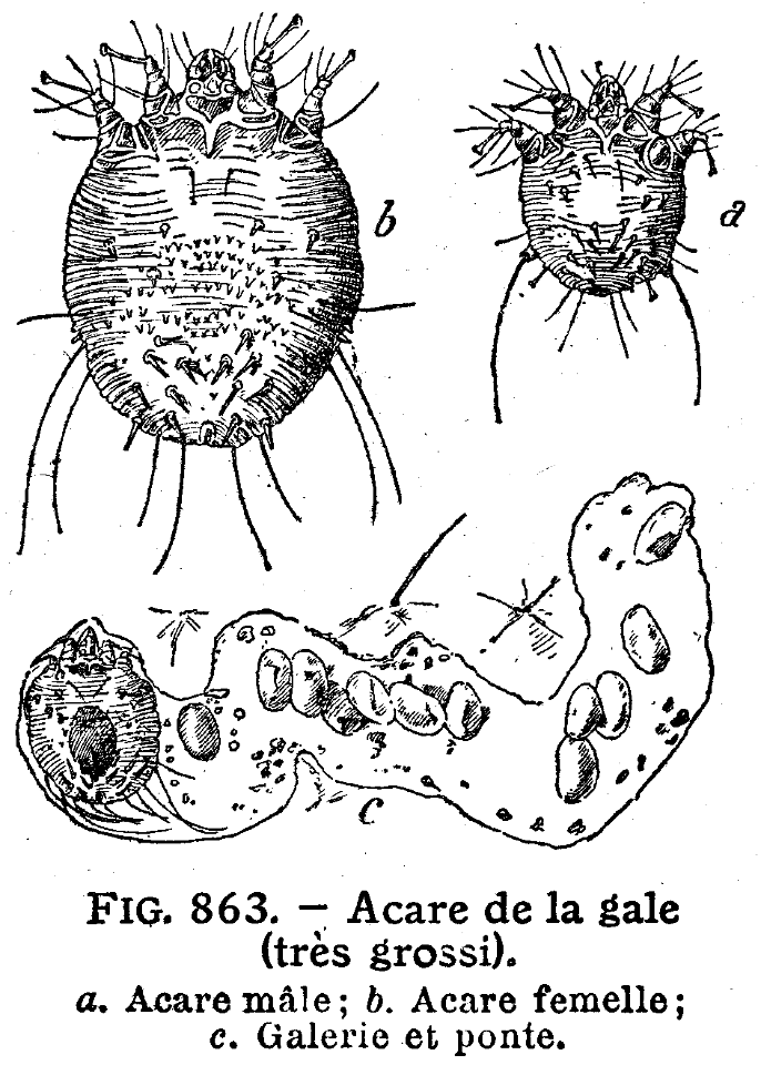 acare de la gale