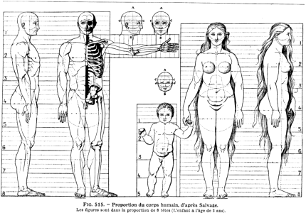 proportions du corps