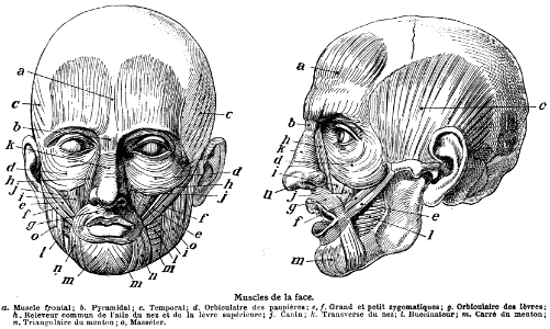 muscles de la face