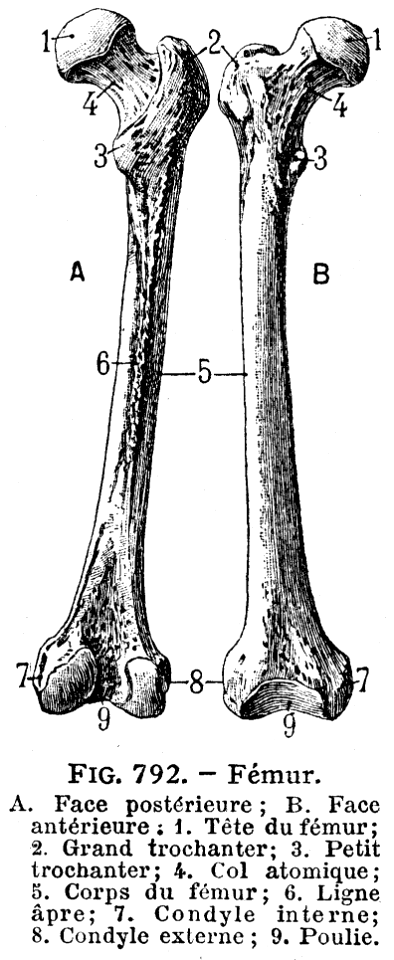 fémur