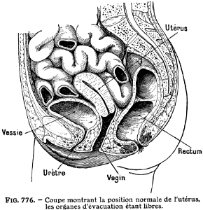 femme-utérus-1