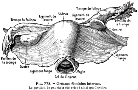 femme-organes internes