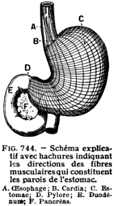 estomac-3