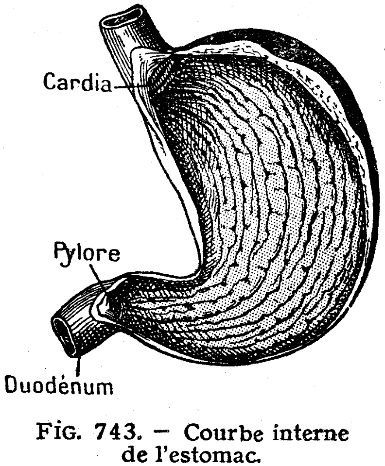 estomac-2