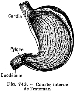 estomac-2