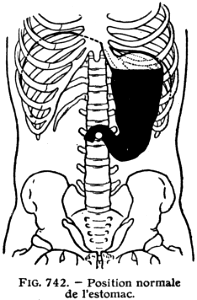 estomac-1