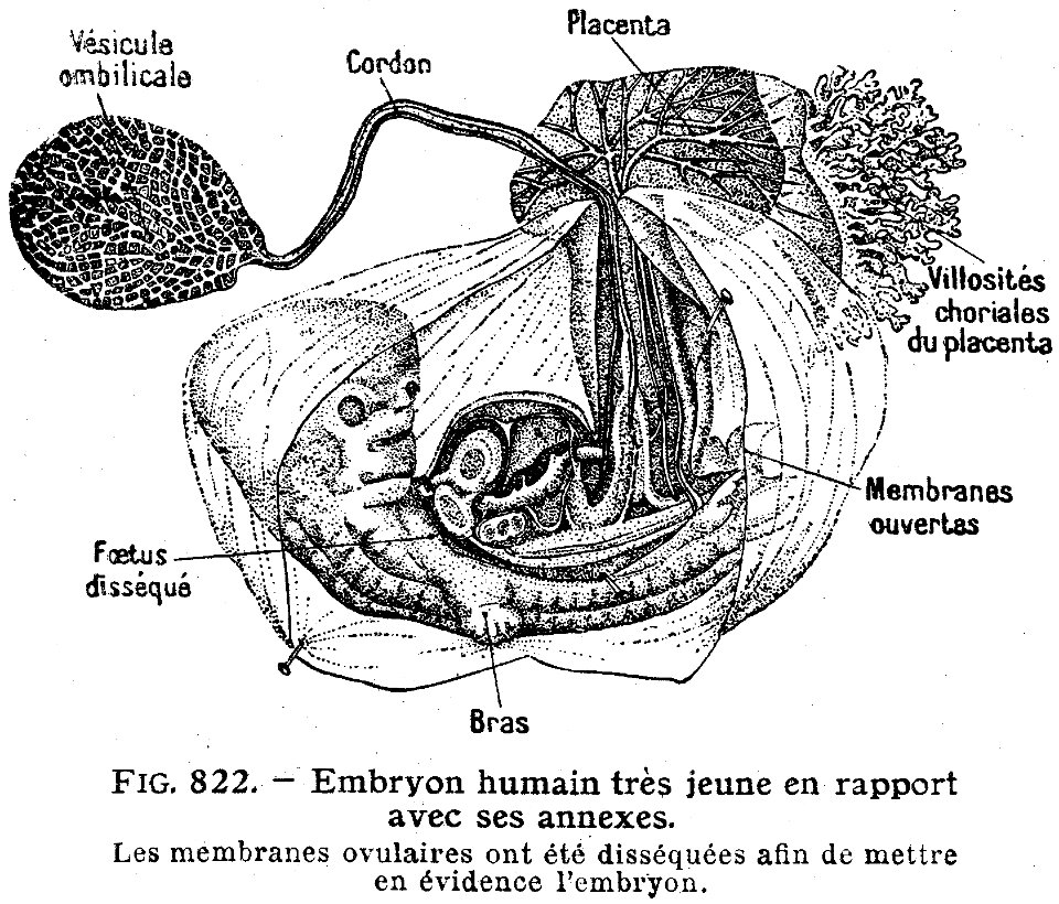 embryon humain