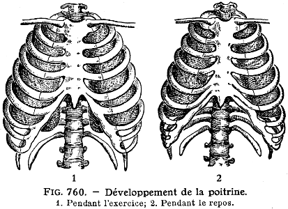 développement poitrine