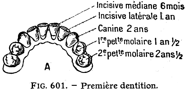 dents-3