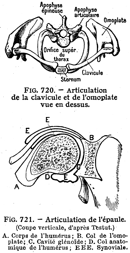 articulations