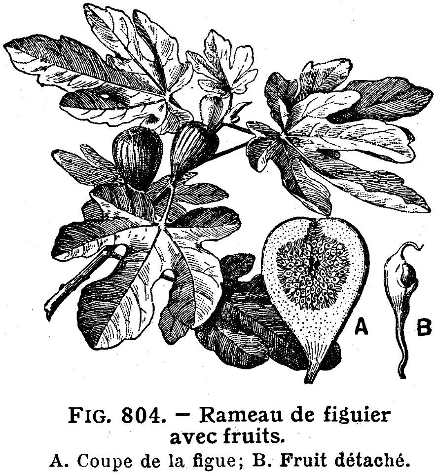 figuier