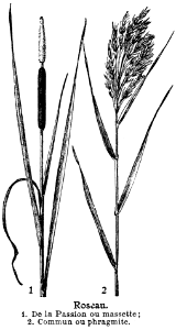 roseau