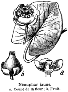nénuphar jaune