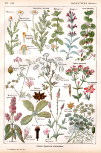 plantes digestives