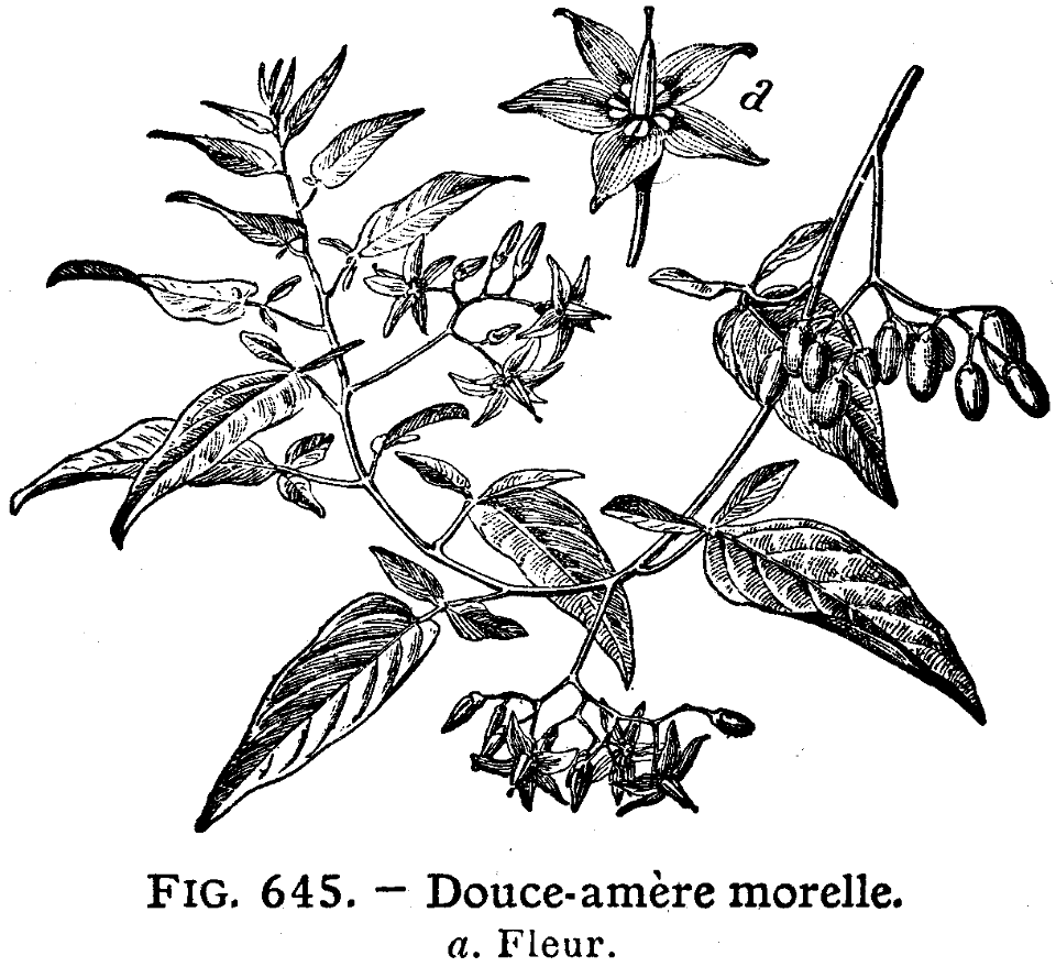 douce-amère morelle