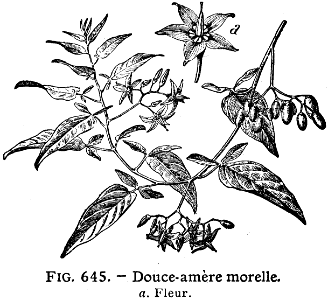 douce-amère morelle