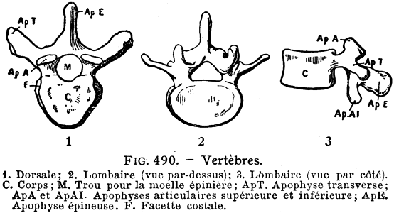 vertèbres-1