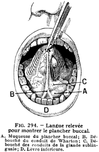 plancher buccal