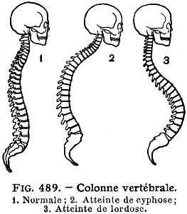 colonne vertébrale