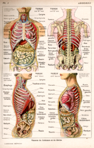 abdomen et thorax