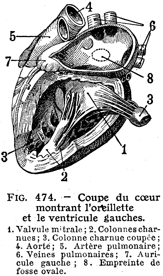 cœur-coupe