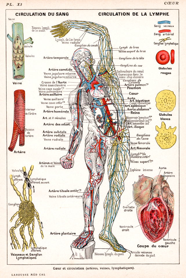 cœur et circulation - Free Stock Illustrations | Creazilla