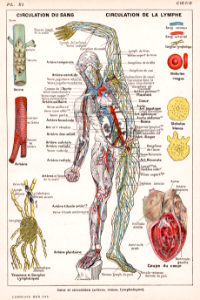 cœur et circulation