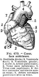 cœur-face antérieure