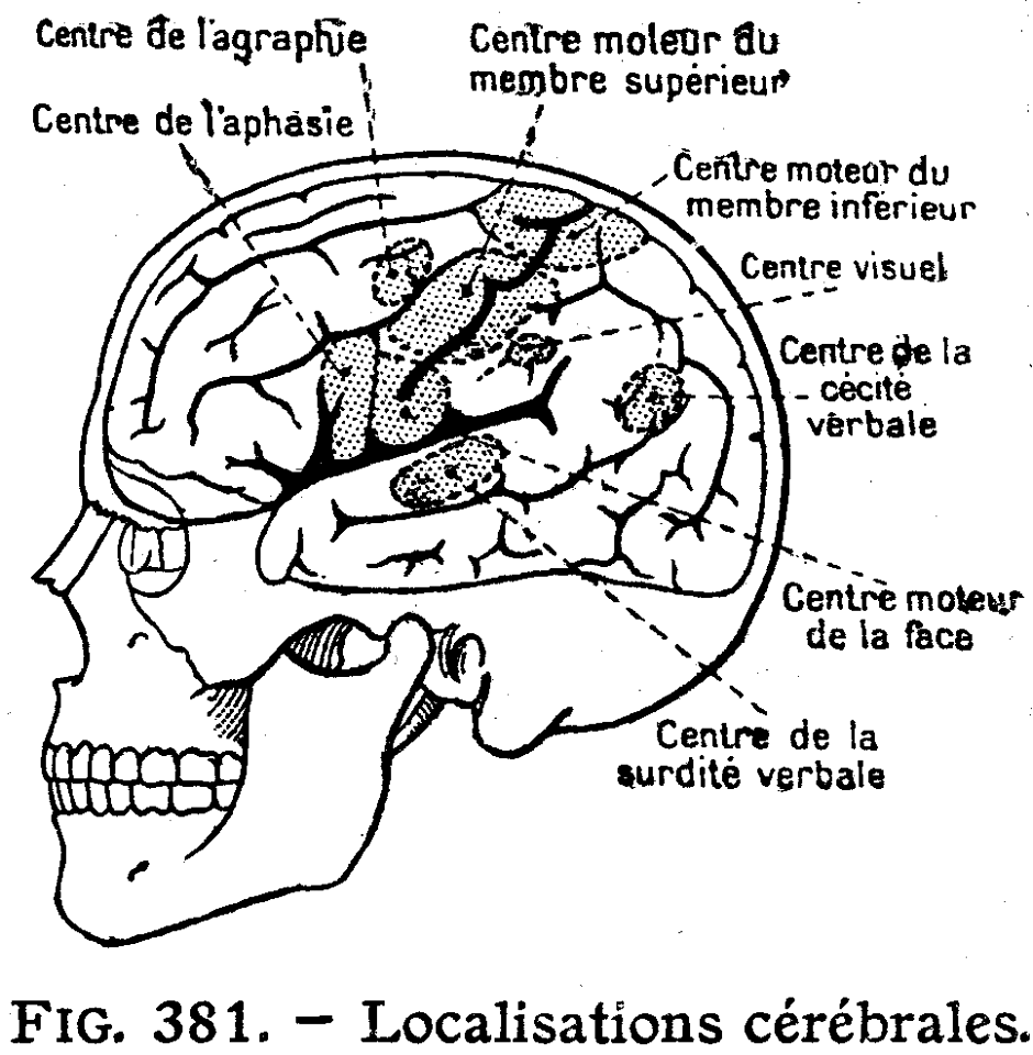 cerveau