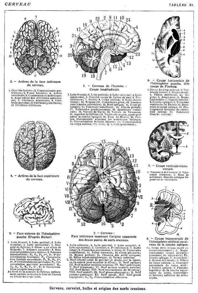 cerveau-planche