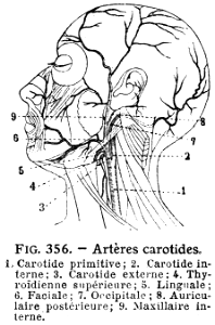 carotides