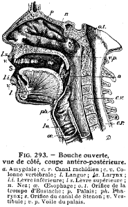 bouche ouverte