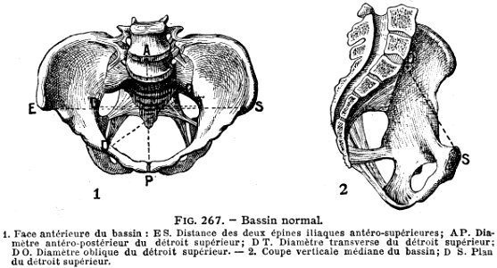 bassin normal