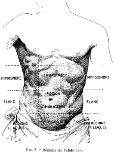 abdomen