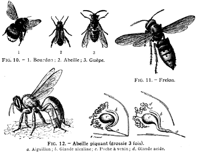 abeille-piqüre