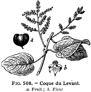 coque du Levant